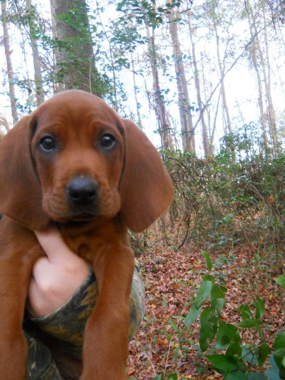  The cutest Redbone Coonhound puppy around how could you not love this face ?! Ahh I can't wait to get one !