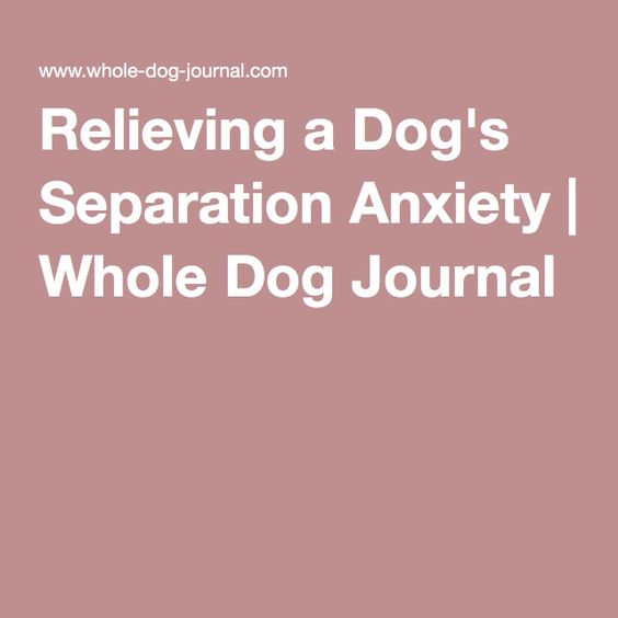 Relieving a Dog's Separation Anxiety | Whole Dog Journal