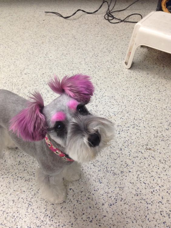-Repinned- More creative dog grooming.