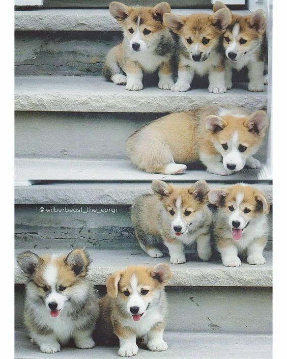#Repost @wilburbeast_the_corgi The only family photo I have with all my brothers and sisters (I wish I knew you all! ) Can you guess which one is me? I know it's so hard #ImLikeABowlingBall _____ #wilburcorgi #corgi #barkbox #barkpack #ruffpost #threecorgis #weeklyfluff #tbt #corgipuppy #puppy by 