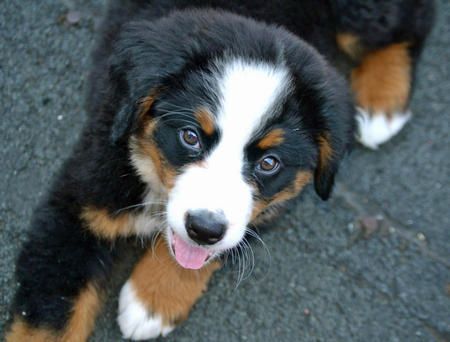 Resli-the-Bernese-Mountain-Dog puppy