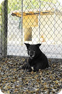 Retriever (Unknown Type)/Terrier (Unknown Type, Medium) Mix Dog for adoption in Key Biscayne, Florida - Midnight