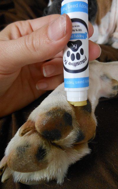 Review: Pawsitive FX All-Natural Balms and Wax for Dogs | Top Dog Tips