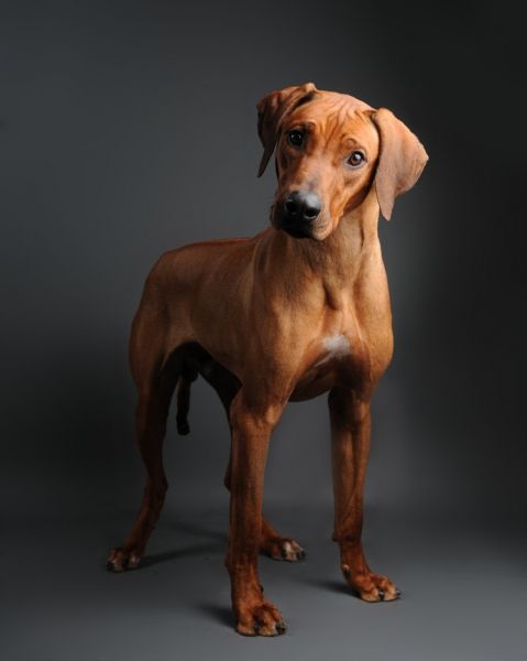 Rhodesian Ridgeback - Personality Dog Photographer | The McCartneys Dogs