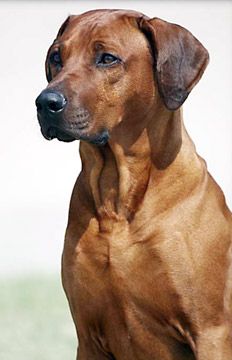 Rhodesian Ridgebacks -looks like our Chili before he started going gray. (the darker the face, the sooner they start to gray)