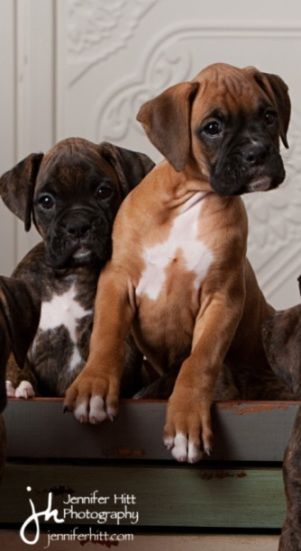 Rocket Boxer Puppies - Week8 aww makes me want another one. Looks like our two we have a fawn named Sugar and a brindle named Daisy!