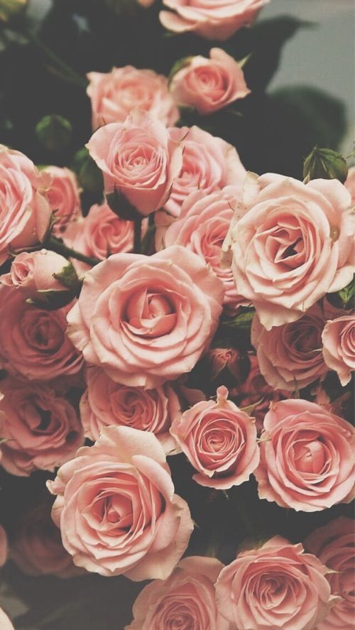 Roses ★ Find more vintage wallpapers for your #iPhone + #Android @iPhone Wallpapers
