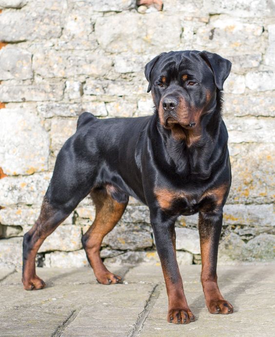 rottweiler on alert #dog - Handsome dog would look great in one of our collars.