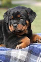Rottweiler puppy. I wonder if our Sophie was this cute when she was little. #rottie