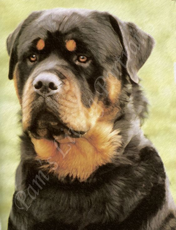 Rottweiler Puppy Photo | Rottweiler Dog Images | GERMAN ROTTWEILER ...