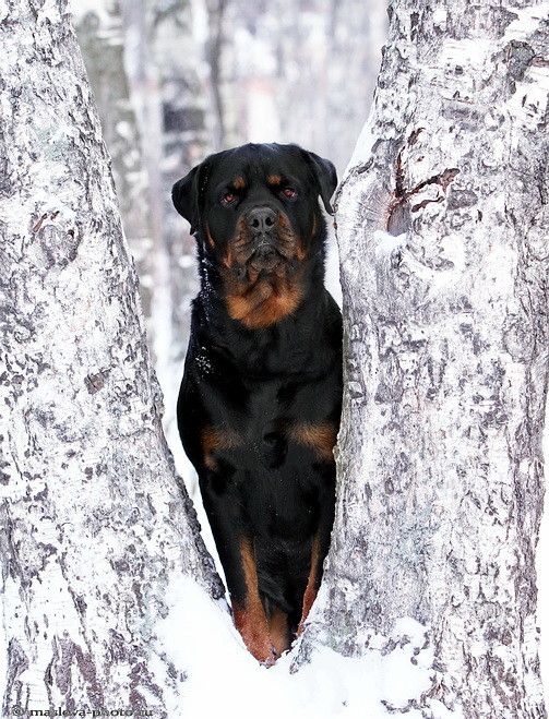 Rottweiler.  We have decided.  This will be our next dog :) I LOVE Great Danes, but these dogs have captured my heart :)