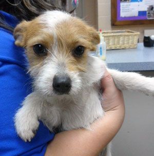 Rough haired Jack Russell puppy.