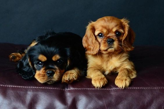Ruby & Black & Tan Cavalier King Charles Spaniel Puppies
