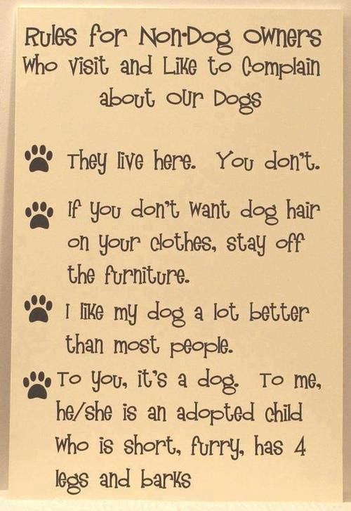 Rules For Non-Dog Owners. This goes for Non-cat owners. Just read cats were it says dogs!