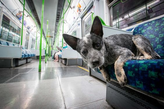 Rupert is an Australian Cattle Dog that follows his master around the City of London. Rupert has a great life because he can catch a ride in a taxi, bus or on the Tube. When he is tired, he can enjoy a local pub.
