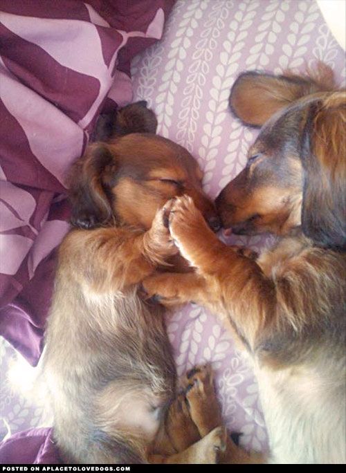 rurone: aplacetolovedogs: Two adorable Dachshunds sleeping. A mama and her baby fell asleep like this, so so sweet! For more cute dogs and puppies oh dear this is too cute