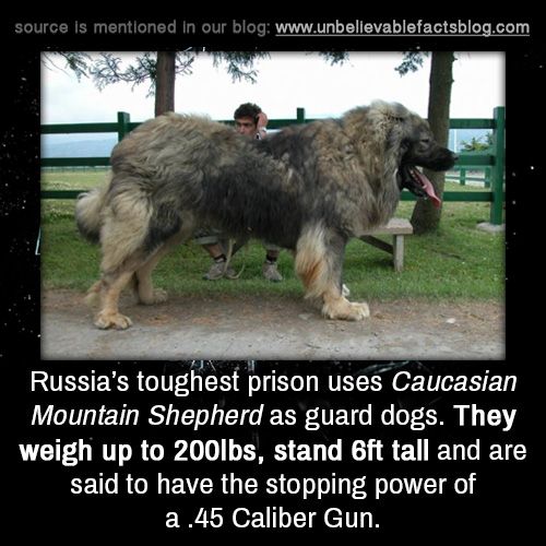 Russia’s toughest prison uses Caucasian Mountain Shepherd as guard dogs. They weigh up to 200lbs, stand 6ft tall and are said to have the stopping power of a .45 Caliber Gun.