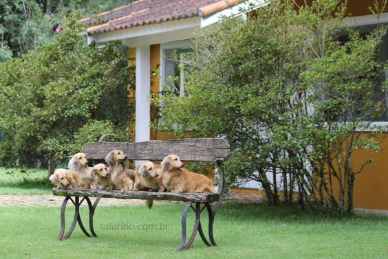 Salatino's Dachshunds    #dog #salatino #clubesalatino #canil #perro #dogs #cute #love #nature #animales #cute #filhote #dachshund #teckel #golden #dachshundlonghair #dach #teckelpelolongo #filhote