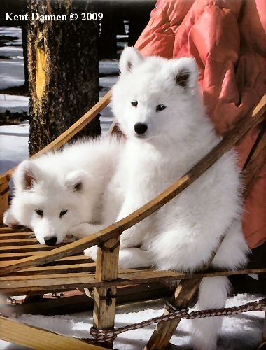 Samoyed Dog, one of the top 10 hypoallergenic dogs.  So want one, PLEASE, Tod