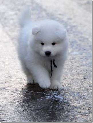 Samoyed Dogs, Our Best Friends | English Russia | Page 4 * I is sirius * * I is tuff fluff*