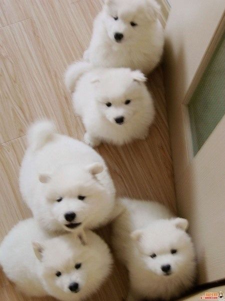 Samoyed puppies! The best dogs in the whole world.