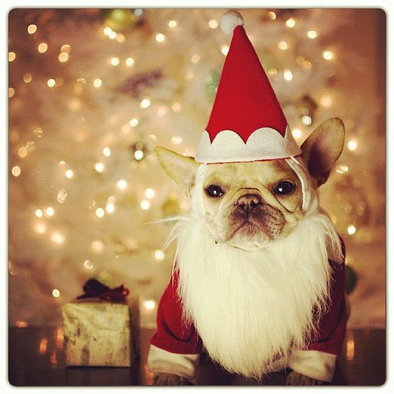 Santa's Little Helper French Bulldog Merry Happy Christmas Day Card Puppy Holiday Dogs Santa Claus Dog Puppies Xmas #MerryChristmas Frenchie