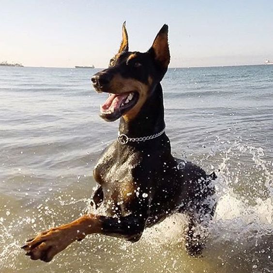 Saw a Doberman similar to this and a pup on the beach at Salt Rock. So lovely. Wanted to take them home!
