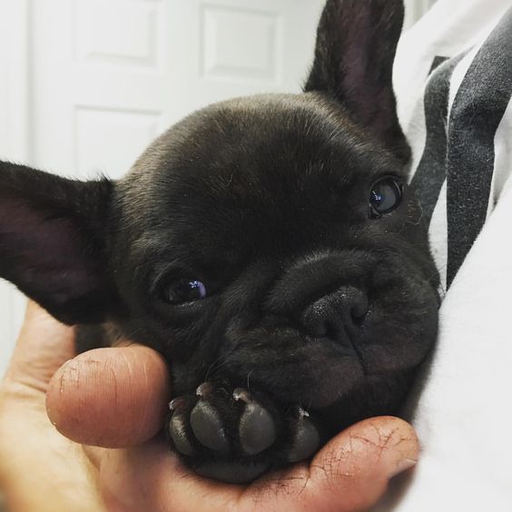 Say hi to Matisse (Matty for short). Isn’t he cute?? 😍 Co owned and co bred with @rhicharddevrieze #frenchbulldog #puppy #love