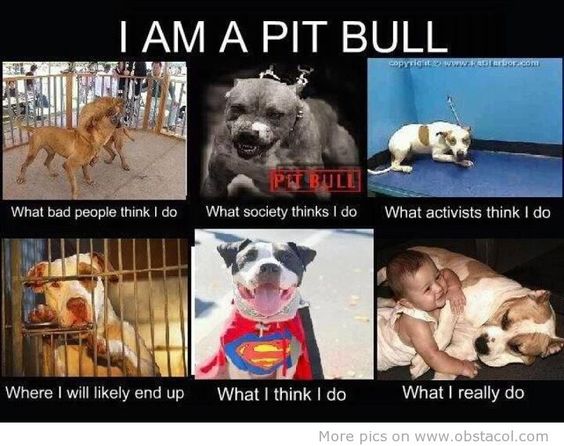 Say NO to BSL