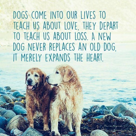Says it all! I need this framed on the wall. Dogs are some of the best blessings we'll eve know in this 