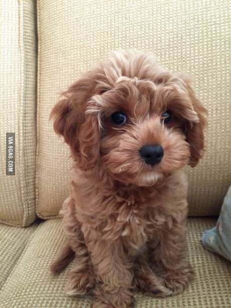 Scarlett, a King Charles Cavalier Spaniel and Poodle mix!