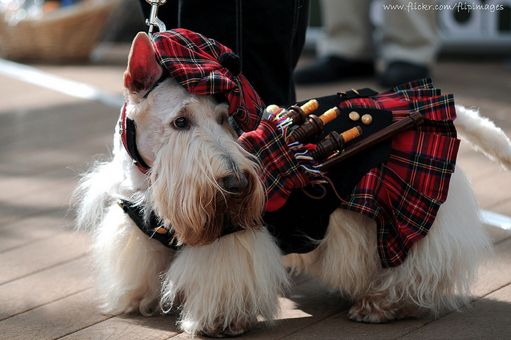 Scottish Terrier in tartan with bagpipes