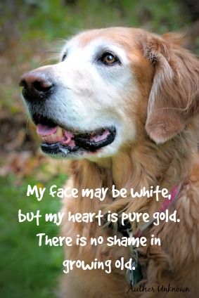 Senior Golden Retriever featuring heartwarming 'old dog' quote. Older dogs are a blessing and a joy :)
