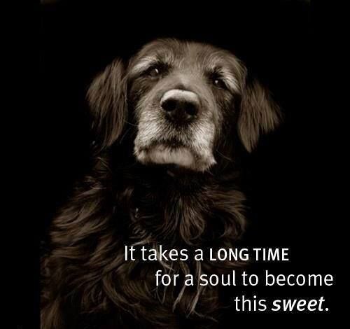 Senior rescue dogs are the best. Senior dogs need a special kind of love from someone who has a BIG heart because old age for a dog can be the hardest and most heart breaking experience for both the dog and the owner so make sure you won't whimp out on them because they will need you to be strong!