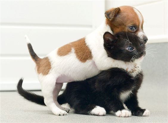 Seriously the cutest thing ever. Puppy and kitten think they're sisters (SWNS)
