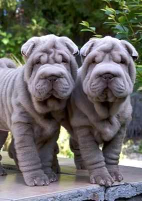 Shar-Pei puppies