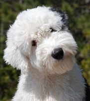 sheepadoodle | Sheepadoodle is gentle with children and always calm