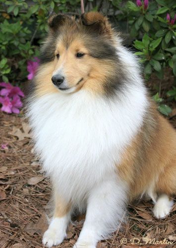 Shelties-I have to have  Latest obsession after meeting the sweetest old lady sheltie the other day!