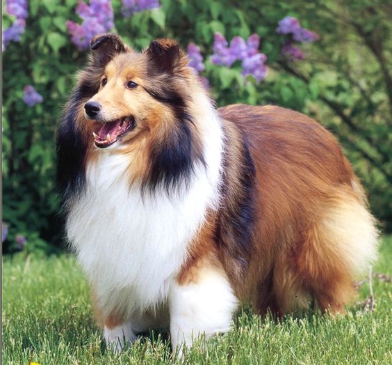 Shetland Sheepdog or sheltie, also called the little lassie and the miniature collie. I want a dog like this so bad