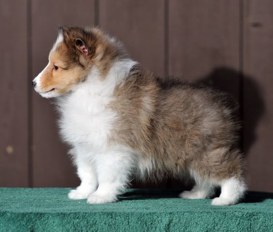 Shetland Sheepdog puppies are so adorable. My next dog (that will make #3 sheltie that I've owned)