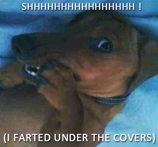 SHH - (I farted under the covers) by Crusoe the Celebrity Dachshund, via Flickr