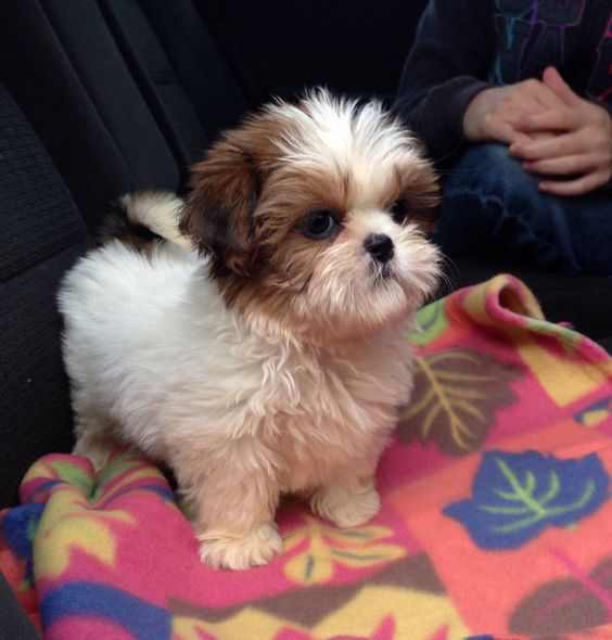 Shih Tzu | A Definitive Ranking Of The Cutest Puppies