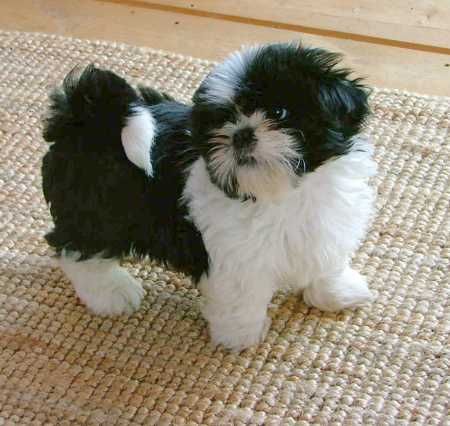 Shih Tzu, black &  thing ever! just like my sassy when she was but a puppy.