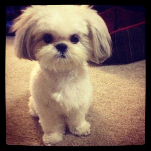 shih-tzu puppy, omg so adorable.  How can you not fall in love with that face??