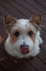 Short haired Jack Russell Terrier