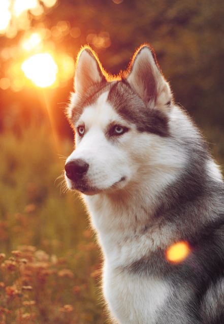 Siberian Husky {Alena Nemitkova} I love this dog, can't wait get one!