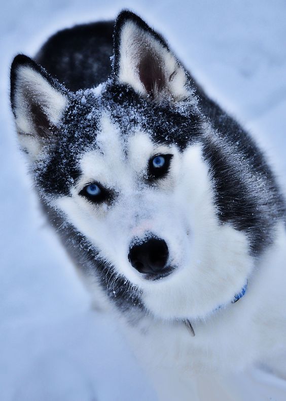 Siberian Husky. Oh so beautiful!!! amazing