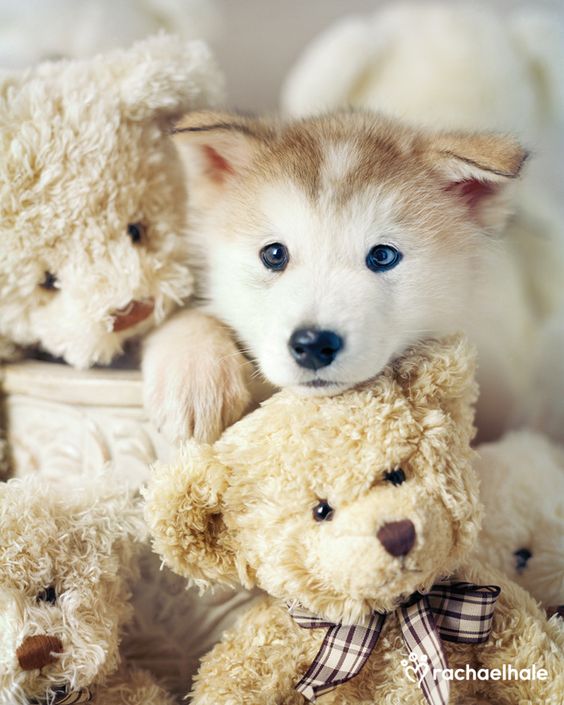 Siberian Husky Puppy and Friends
