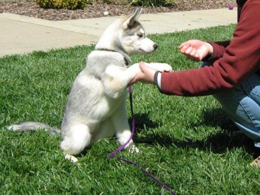Siberian Husky Puppy Pictures – First 3 Months
