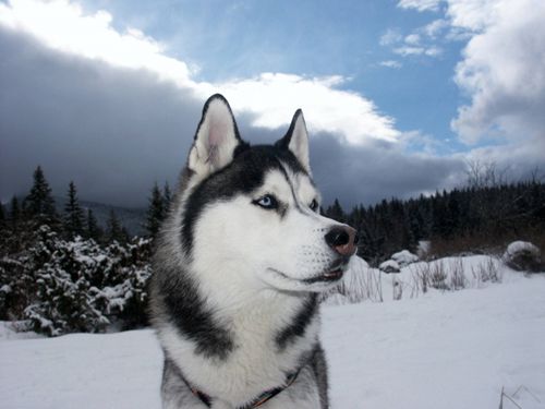 Siberian Husky. #wolfdog